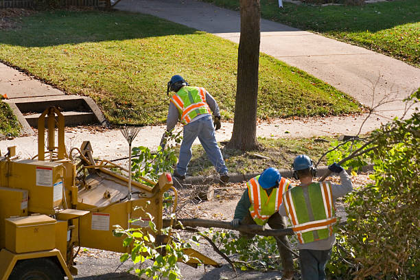 Best Tree Mulching  in Lake Lure, NC